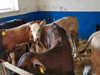 Buqa, Simmental cattle — 7-rasm