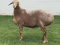 Schaf, Arashan sheep — Foto 4