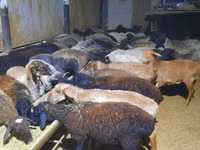 Ram, Sheep — photo 8