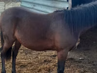 Caballo, Caballos — foto 3