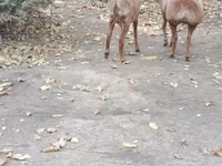 Oveja, Hissar sheep — foto 1