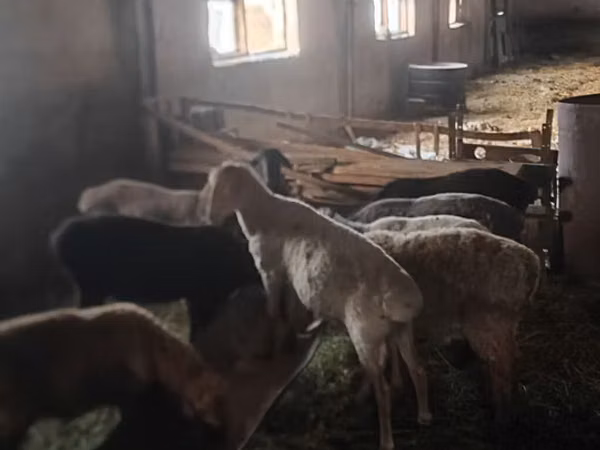 公羊, Rhon sheep