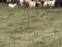 Ziege, Ziegen — Foto 2