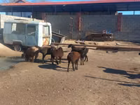 Ram, Sheep — photo 6
