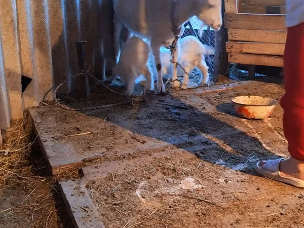 母山羊, Goats — 哈萨克斯坦