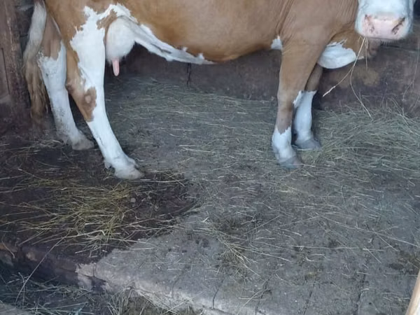 गाय, Simmental cattle — कज़ाखस्तान