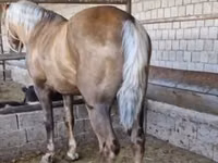 घोड़ा, Kazakh horse — फ़ोटो 2