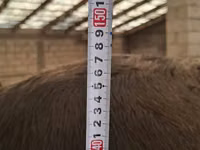 Sigir, Swiss cattle — 7-rasm