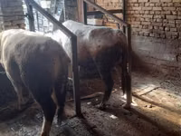 Bulle, Simmental cattle — Foto 8