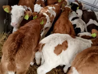 Rinder (Partie, Geschlecht nicht angegeben), Simmental cattle — Foto 2