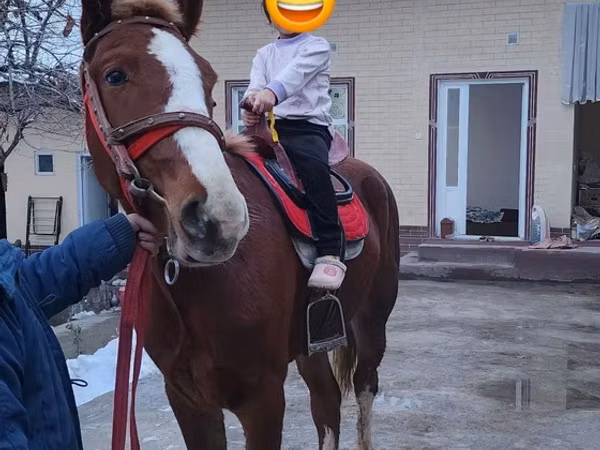 Hengst, Pferde — Usbekistan