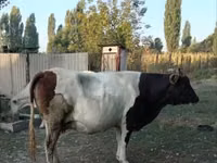 母牛, Cattle — 照片 1