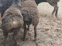 كبش, الأغنام — الصورة 3