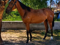 Stute, Thoroughbred horse — Foto 1