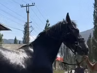 حصان, Friesian sport horse — الصورة 3