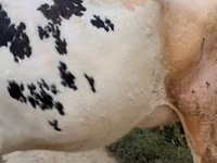 母牛, Russian Black pied cattle — 照片 2