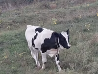母牛, Holstein breed — 照片 1
