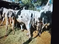 Toro, Russian Black pied cattle — foto 1