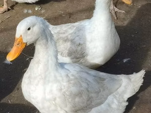 American Pekin