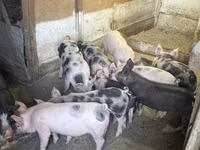 Säue, Schweine — Foto 5