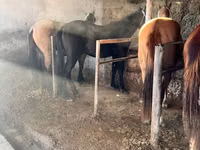 Yegua, Caballos — foto 7