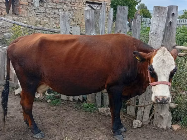 Vaca, Vaca kazaja de cabeza blanca
