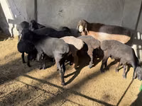 Carnero, Hissar sheep — foto 1