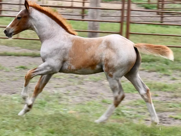 Horse (M), Quarter Horse