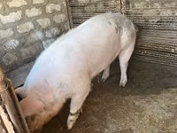 خنزير ذكر, الخنازير — الصورة 3
