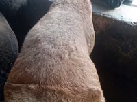 मेढ़ा, भेड़ — फ़ोटो 1