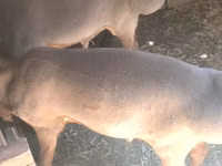 मेढ़ा, Arashan sheep — फ़ोटो 7