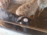 كبش, Rhon sheep — الصورة 3