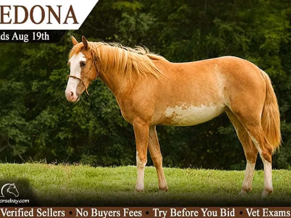 فرس, American paint horse