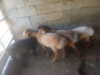 نعجة, الأغنام — الصورة 1