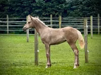 Stute, Black Sea breed — Foto 3