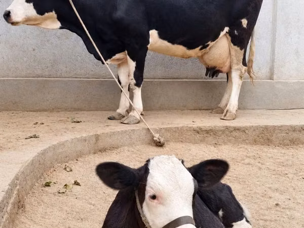 गाय, Russian Black pied cattle — उज़्बेकिस्तान