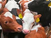 Rinder (Partie, Geschlecht nicht angegeben), Russian Black pied cattle — Foto 4