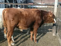 Bulle, Simmental cattle — Foto 3