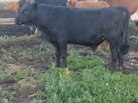 公牛, Cattle — 照片 2