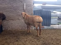 Qoʻchqor, Edilbay sheep — 2-rasm