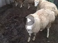 母羊, Sheep — 照片 1