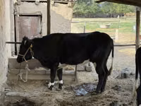 गाय, Latvian Blue cattle — फ़ोटो 5