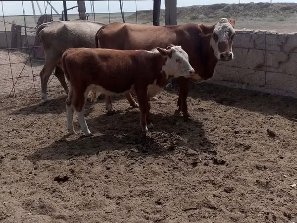 गाय, Swiss cattle — कज़ाखस्तान