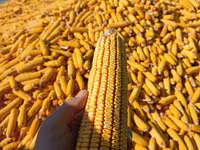 Кукуруза 🌽🌽🌽🌽 кукуруза 🌽🌽🌽🌽 кукуруза кукуруза жугору мака — Foto 4
