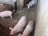 Schweine (Partie, Geschlecht nicht angegeben) — Foto 1