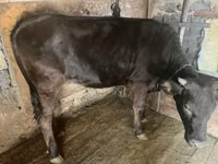 गाय, Swiss cattle — फ़ोटो 1