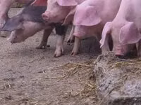 猪（批次，未指定性别）, Pigs — 照片 7