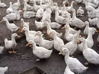 Ducks — Foto 2