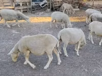 Carnero, Ile-de-France sheep — foto 3