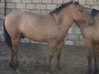 Hengst, Mugalzhar horse — Foto 5